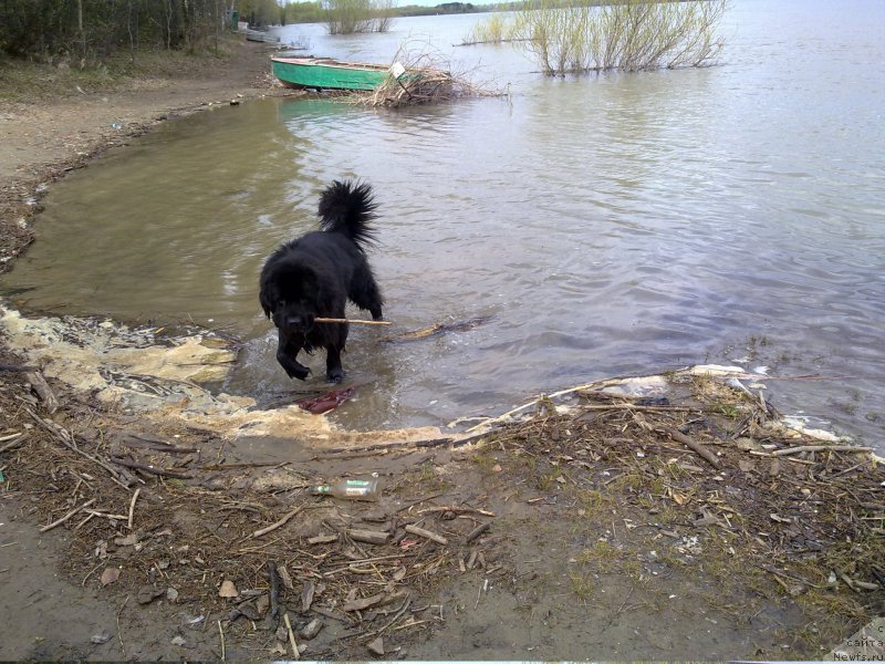 Фотография № 217232