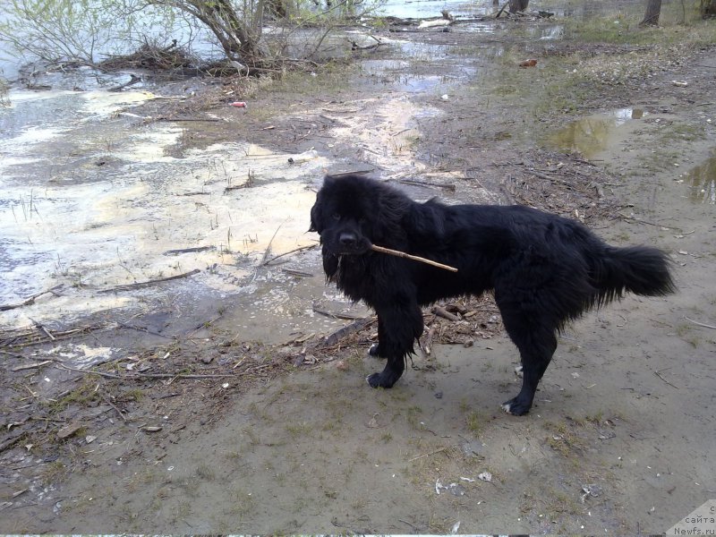 Фото: ньюфаундленд Супер Премиум Стим