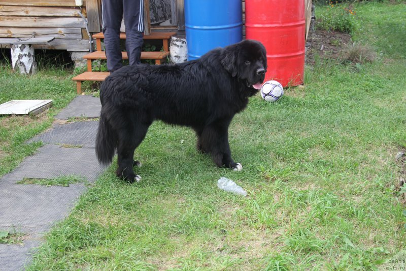 Фото: ньюфаундленд Супер Премиум Стим