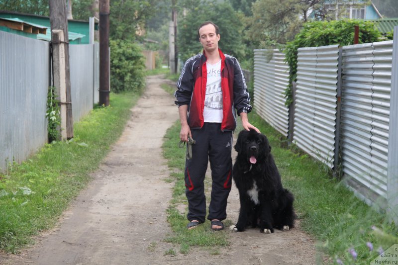 Фото: ньюфаундленд Супер Премиум Стим