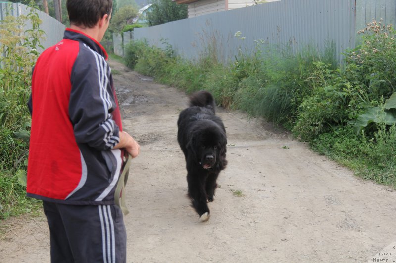 Фото: ньюфаундленд Супер Премиум Стим