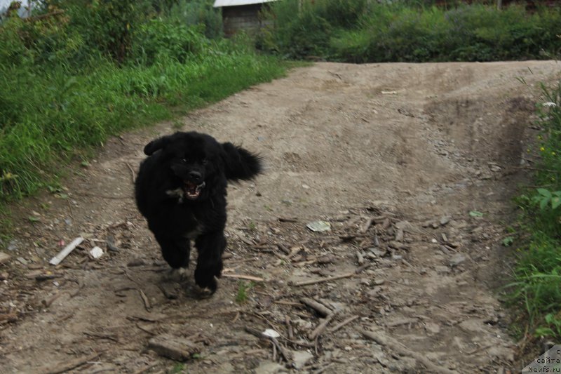 Фотография № 217237