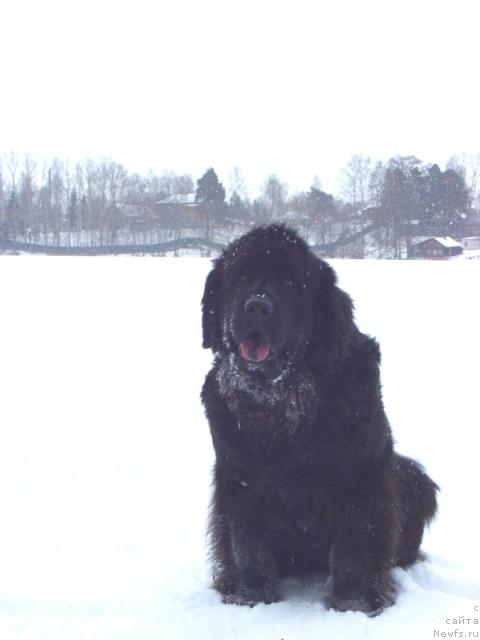 Фото: ньюфаундленд Лесная Сказка Лунная Соната