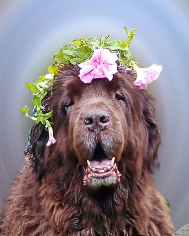 Фотография № 217247