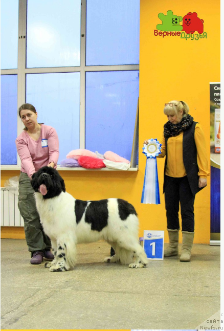 Фото: ньюфаундленд Супер Бизон Малина