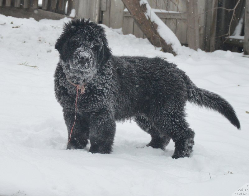 Фото: ньюфаундленд С'Нежная Вьюга Венто Ди Фиори (S'Nezhnaya Vjuga Vento Di Fiori)
