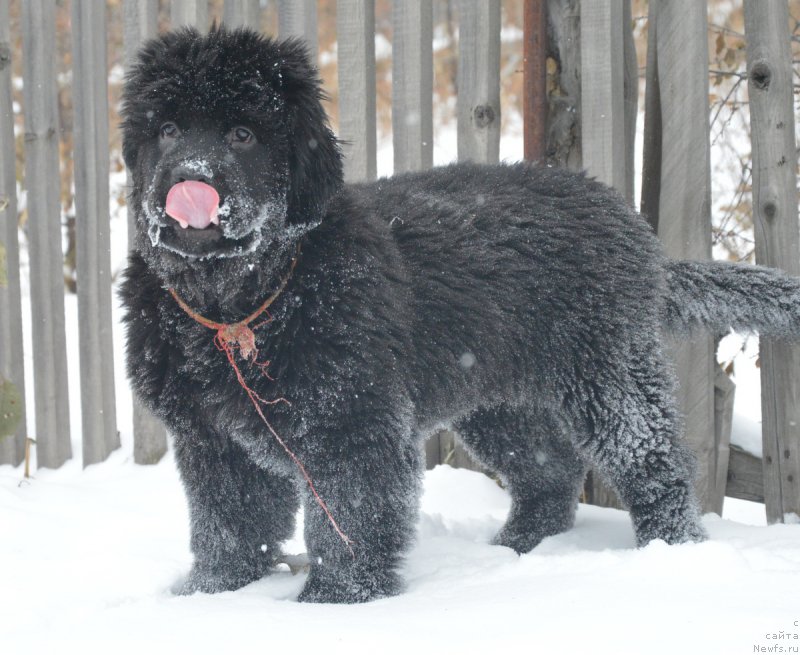 Фотография № 217258