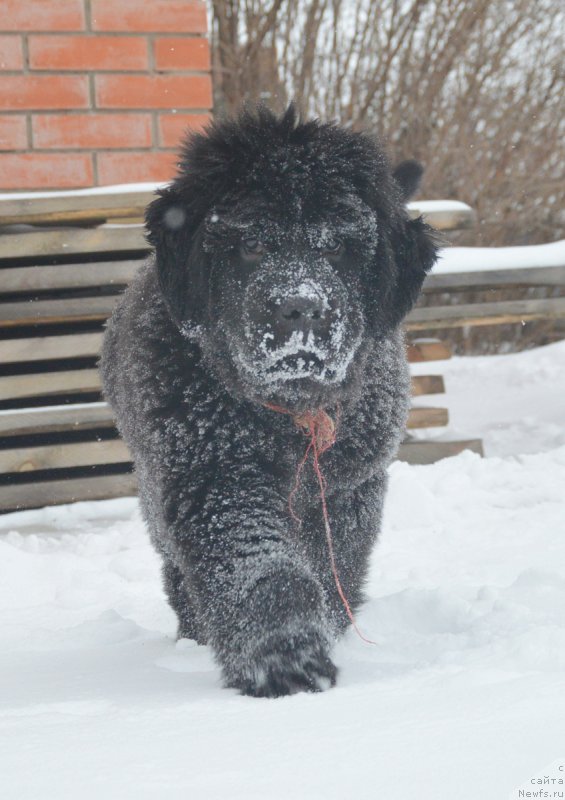 Фотография № 217259