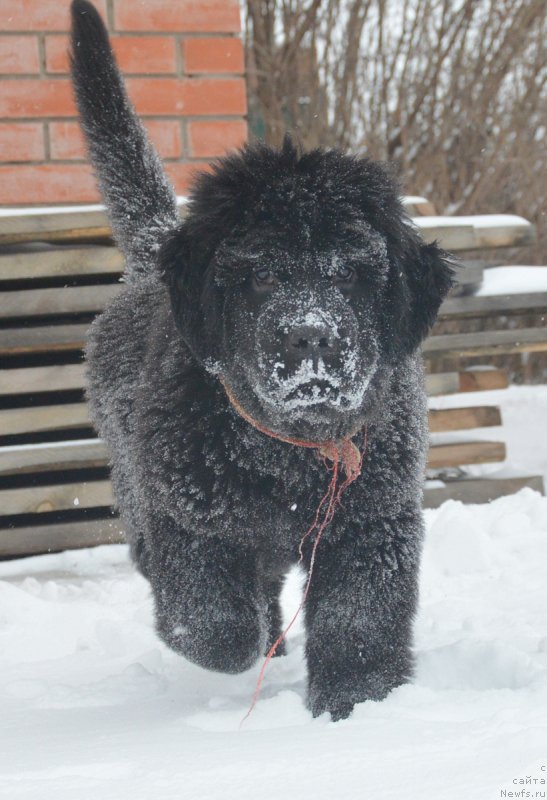 Фотография № 217261