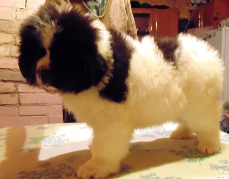 Фото: ньюфаундленд Викинг от Карельских Медведей (Viking ot Karelskikh Medvedey)