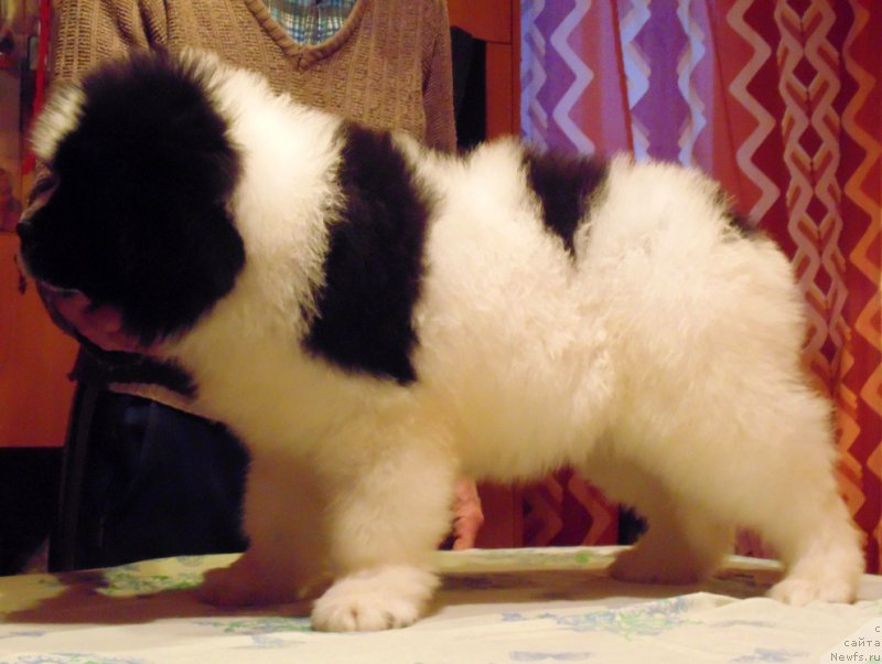 Фото: ньюфаундленд Викинг от Карельских Медведей (Viking ot Karelskikh Medvedey)