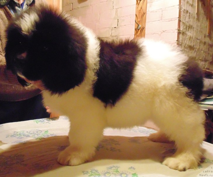 Фото: ньюфаундленд Вилмаринен от Карельских Медведей