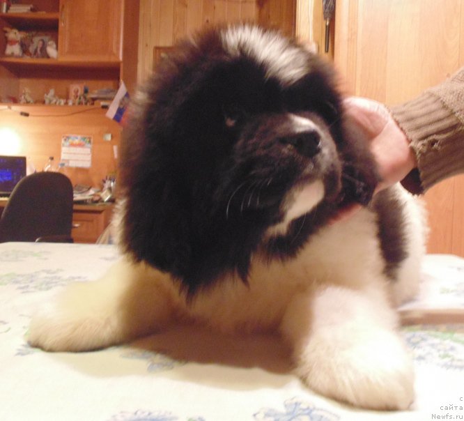 Фото: ньюфаундленд Вилмаринен от Карельских Медведей