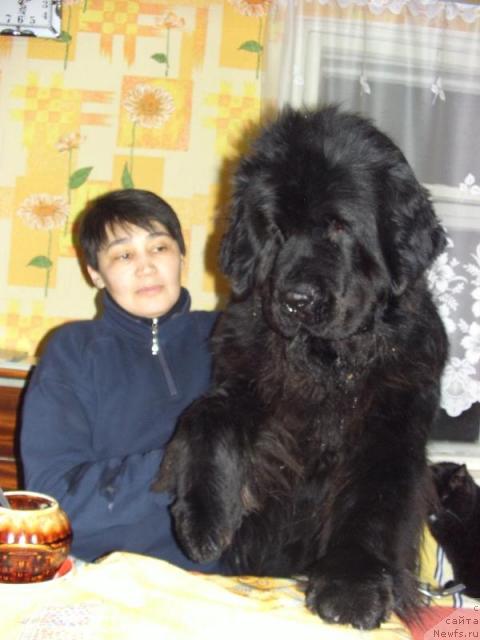 Фото: ньюфаундленд Акин Соул София