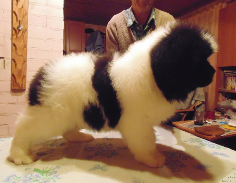 Фото: ньюфаундленд Вилмаринен от Карельских Медведей