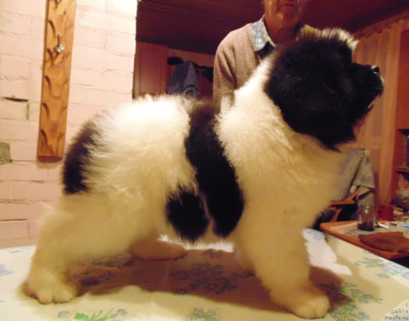 Фото: ньюфаундленд Вилмаринен от Карельских Медведей