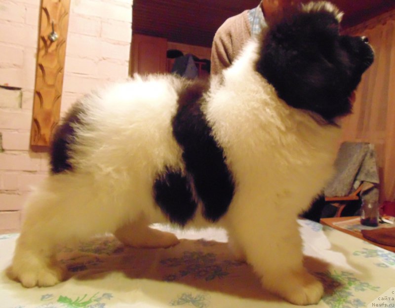 Фото: ньюфаундленд Вилмаринен от Карельских Медведей