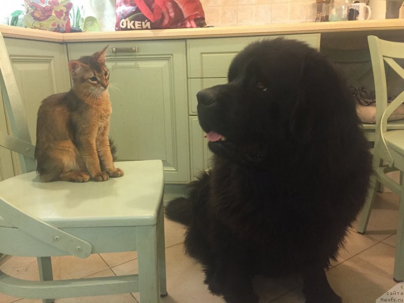 Фото: ньюфаундленд Браунблад МСК Харрикейн Хиггенс (Brownblood MSK Harricane Higgins)