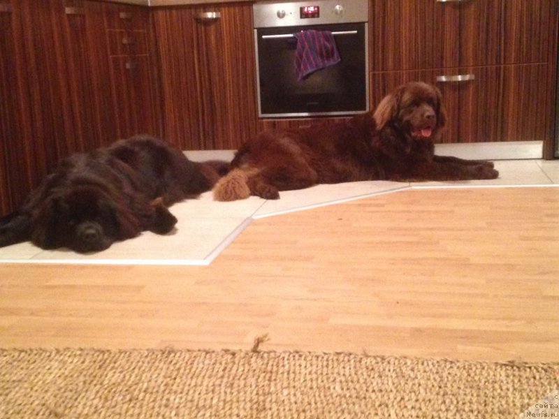 Фото: ньюфаундленд Браунблад МСК Харита Хавва (Brownblood MSK Harita Havva), ньюфаундленд Браунблад МСК Хэппи Тедди (Brownblood MSK Happy Teddy)