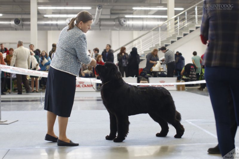 Фото: ньюфаундленд Акватория Келвин Глория (Aquatoriya Kelvin Gloria)