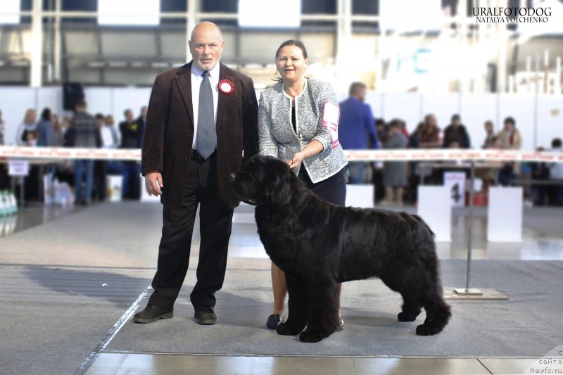 Фото: ньюфаундленд Акватория Келвин Фром Сибириа эт Каюга (Aquatoriya Kelvin From Siberia at Cayuga), Татьяна Абутова