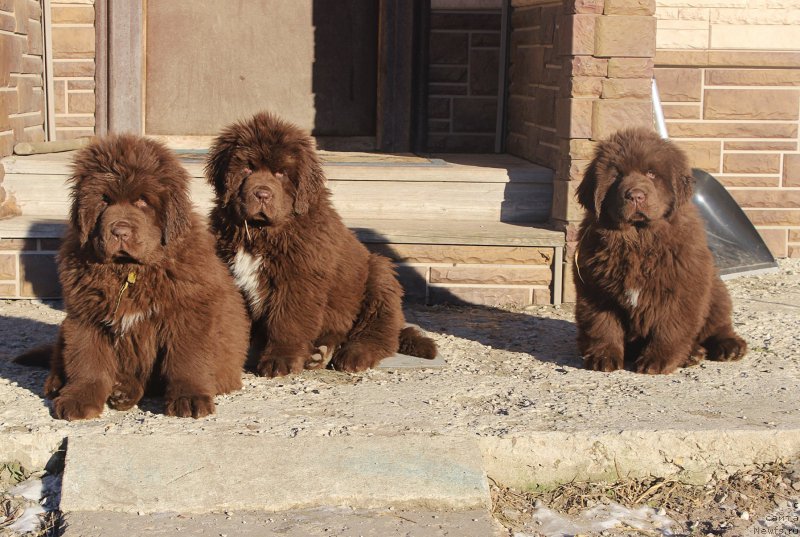 Фото: ньюфаундленд Браунблад МСК Альфа-Ромео Голд Бадди (Brownblood MSK Alfa-Romeo Gold Baddy), ньюфаундленд Браунблад МСК Абрамс-Стронг (Brownblood MSK Abrams-Strong), ньюфаундленд Браунблад МСК Армата Лойар Аид (Brownblood MSK Armata Loyar Aid)