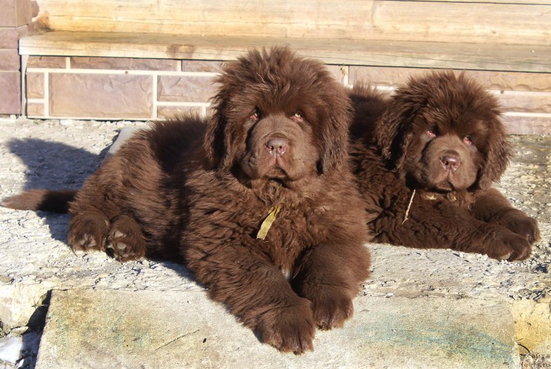 Фото: ньюфаундленд Браунблад МСК Альфа-Ромео Голд Бадди (Brownblood MSK Alfa-Romeo Gold Baddy), ньюфаундленд Браунблад МСК Абрамс-Стронг (Brownblood MSK Abrams-Strong)
