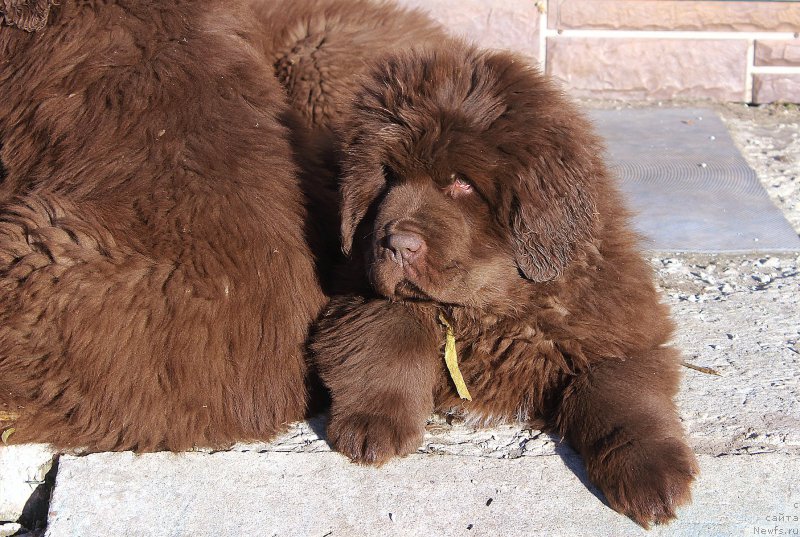 Фото: ньюфаундленд Браунблад МСК Альфа-Ромео Голд Бадди (Brownblood MSK Alfa-Romeo Gold Baddy)