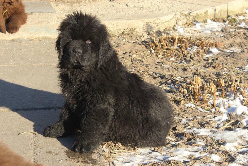 Фото: ньюфаундленд Браунблад МСК Амадей-Дефендер (Brownblood MSK Amadey-Defender)