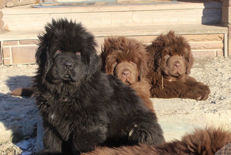 Фото: ньюфаундленд Браунблад МСК Амадей-Дефендер (Brownblood MSK Amadey-Defender)