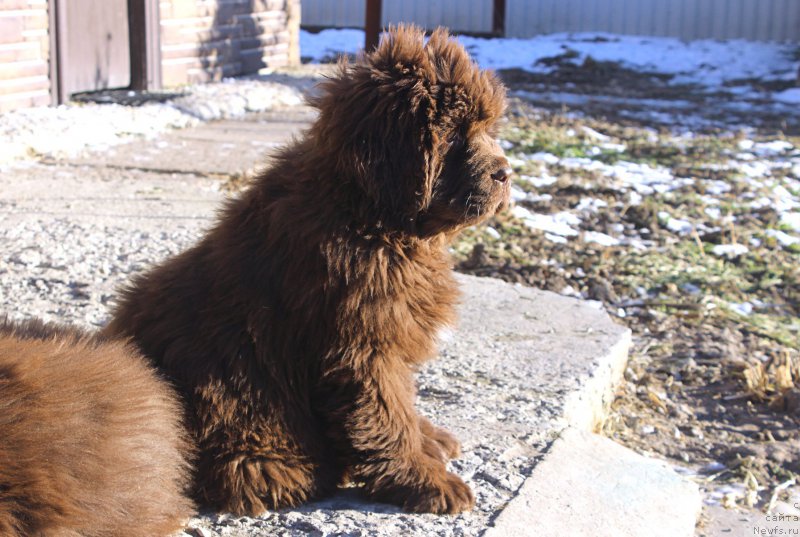 Фото: ньюфаундленд Браунблад МСК Аванти Дарлинг Кид (Brownblood MSK Avanti Darling Kid)