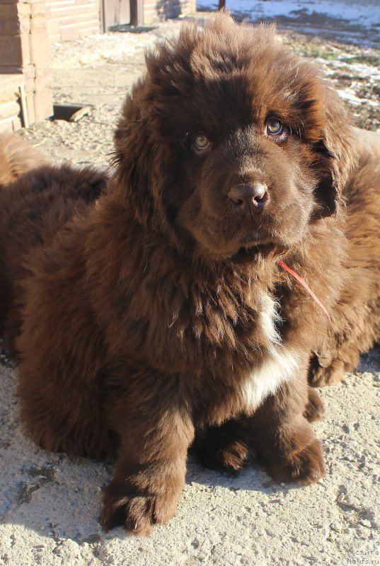 Фото: ньюфаундленд Браунблад МСК Ауди Рэд Лэсс (Brownblood MSK Audi Red Less)