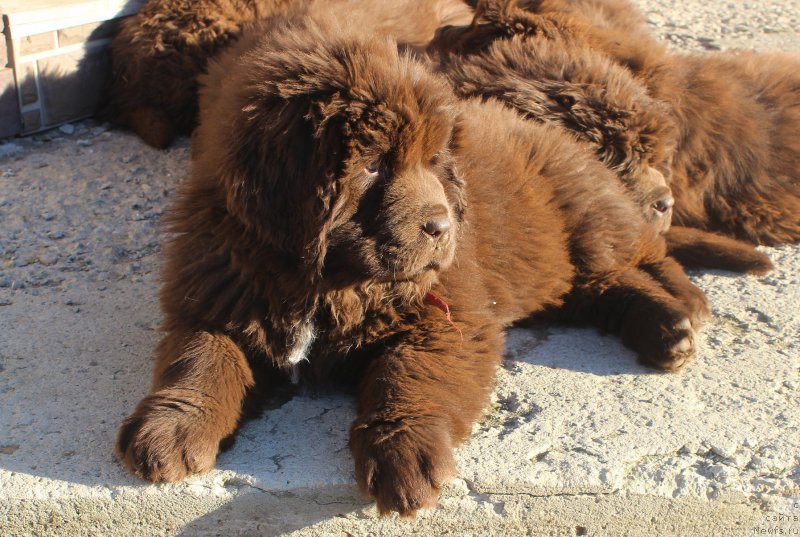 Фото: ньюфаундленд Браунблад МСК Ауди Рэд Лэсс (Brownblood MSK Audi Red Less)