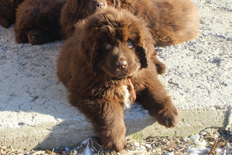 Фото: ньюфаундленд Браунблад МСК Ауди Рэд Лэсс (Brownblood MSK Audi Red Less)