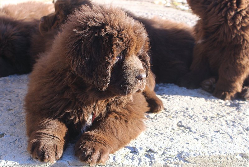 Фото: ньюфаундленд Браунблад МСК Ауди Рэд Лэсс (Brownblood MSK Audi Red Less)