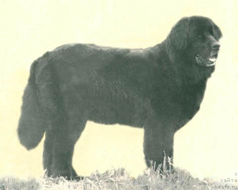 Фото: ньюфаундленд Дези