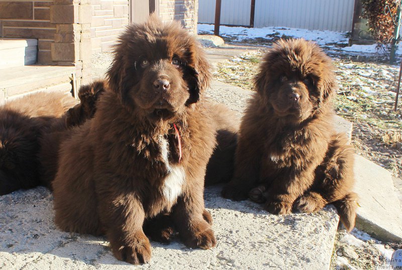 Фото: ньюфаундленд Браунблад МСК Ауди Рэд Лэсс (Brownblood MSK Audi Red Less), ньюфаундленд Браунблад МСК Аванти Дарлинг Кид (Brownblood MSK Avanti Darling Kid)
