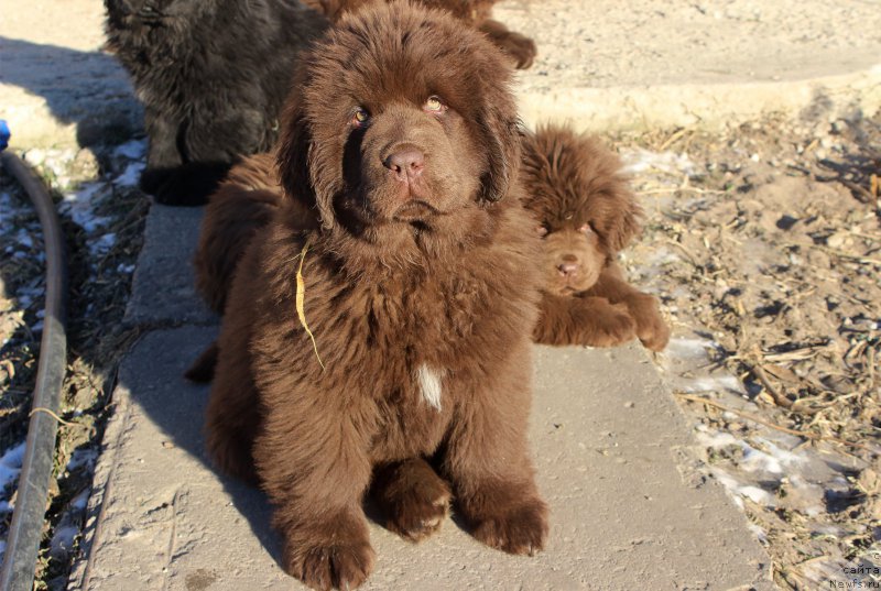 Фото: ньюфаундленд Браунблад МСК Армата Лойар Аид (Brownblood MSK Armata Loyar Aid)