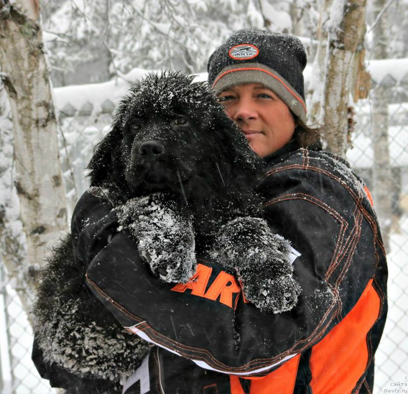 Фото: ньюфаундленд Моя Стихия Меджи Иви (Moya Stikhiya Medzhi Ivi)