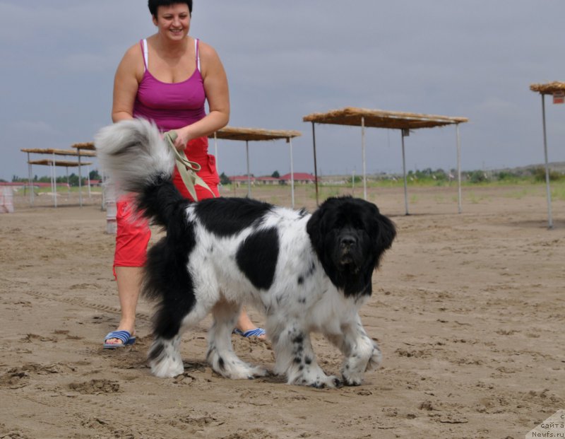 Фото: ньюфаундленд Алексис от Сибирского Медведя