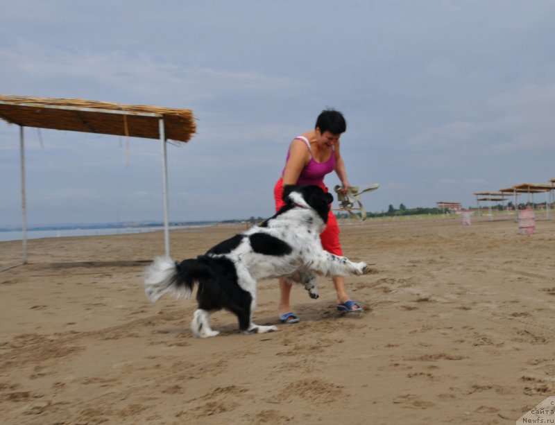 Фото: ньюфаундленд Алексис от Сибирского Медведя