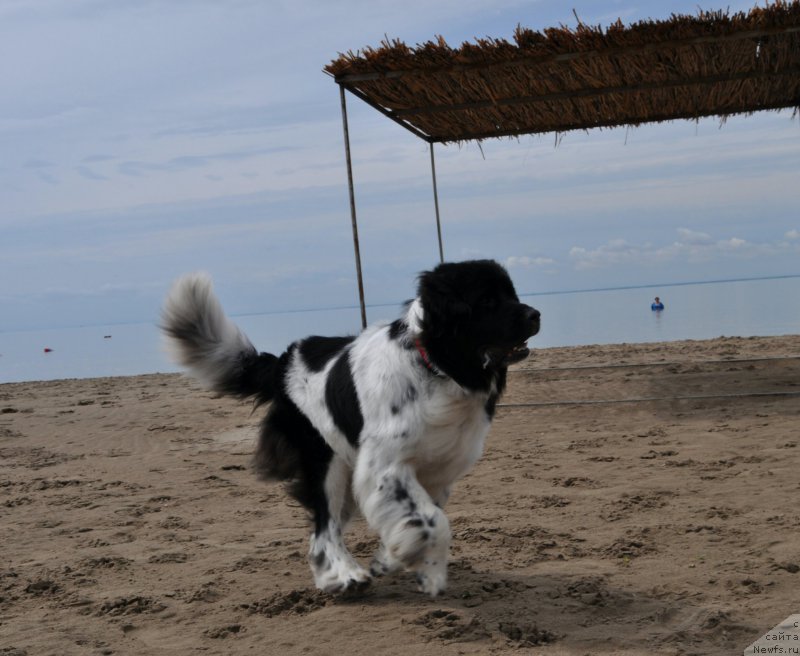 Фото: ньюфаундленд Алексис от Сибирского Медведя