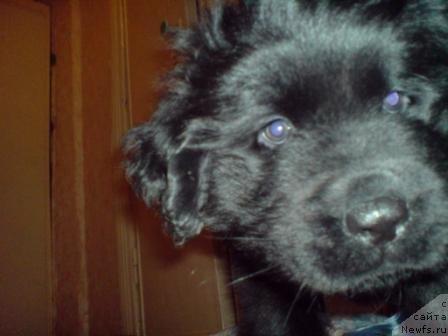 Фото: ньюфаундленд Колдовская Любовь