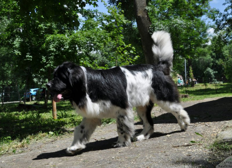 Фото: ньюфаундленд Алексис от Сибирского Медведя