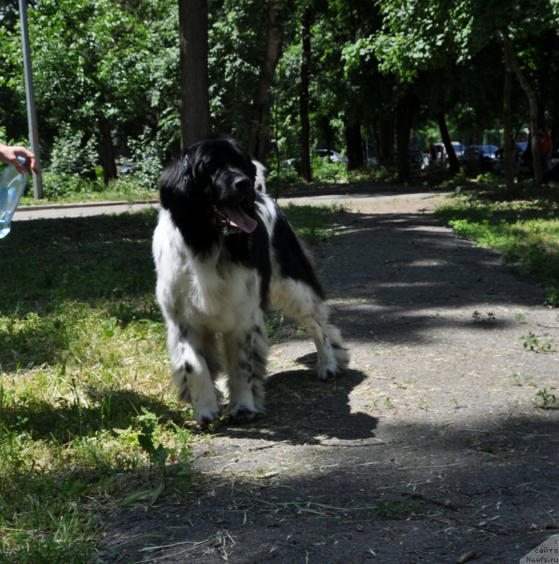 Фото: ньюфаундленд Алексис от Сибирского Медведя