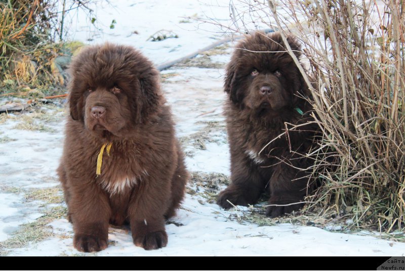 Фото: ньюфаундленд Браунблад МСК Альфа-Ромео Голд Бадди (Brownblood MSK Alfa-Romeo Gold Baddy), ньюфаундленд Браунблад МСК Аназер Лав Тендер Эбони (Brownblood MSK Another Love Tender Ebony)