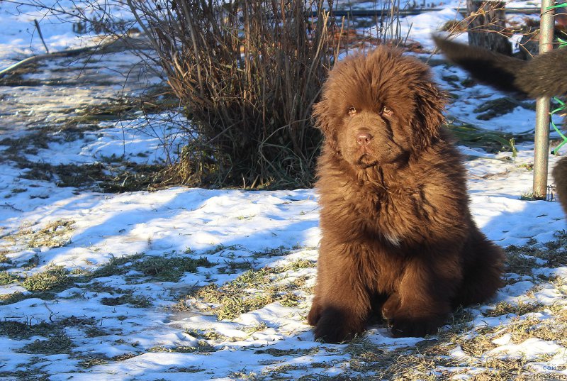 Фото: ньюфаундленд Браунблад МСК Аванти Дарлинг Кид (Brownblood MSK Avanti Darling Kid)