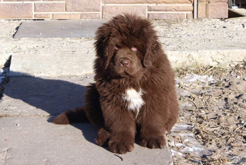 Фото: ньюфаундленд Браунблад МСК Абрамс-Стронг (Brownblood MSK Abrams-Strong)