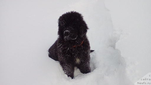Фото: ньюфаундленд Реми Мартин Луи из Антаграда (Remi Martin Lui is Antagrada)
