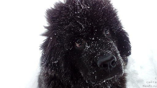 Фото: ньюфаундленд Реми Мартин Луи из Антаграда (Remi Martin Lui is Antagrada)